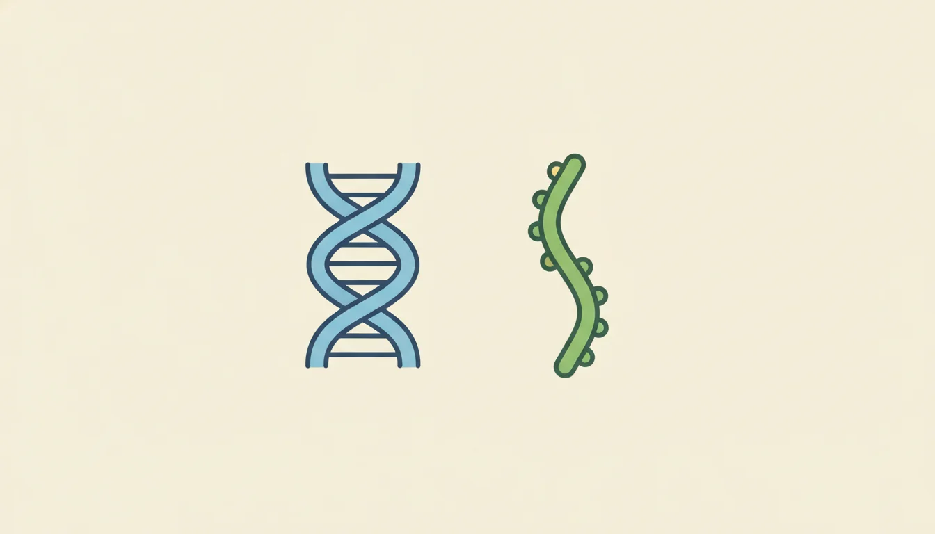 DNA ve RNA Arasındaki Farklar: Yapıdan Protein Sentezine gorseli