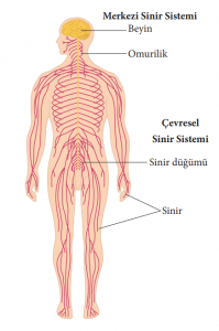 İnsanda sinir sistemi şeması